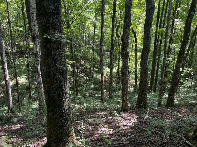 a view of a forest with a tree