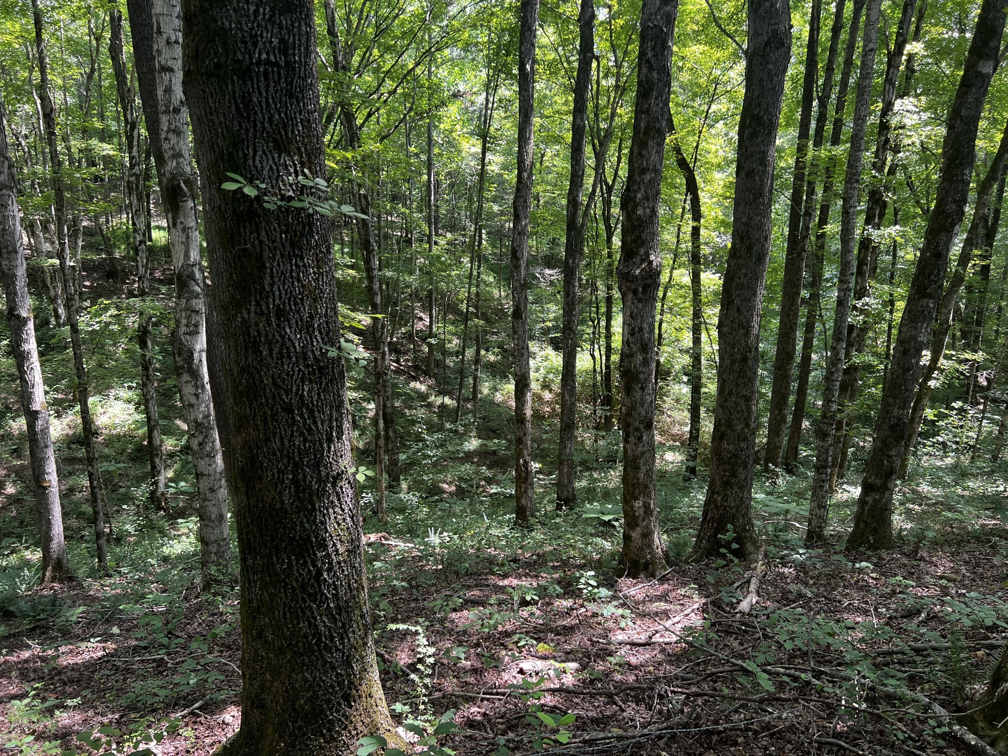 0 Hughes Hollow Road Lawrenceburg, TN 38464 - Photo 24 of 80