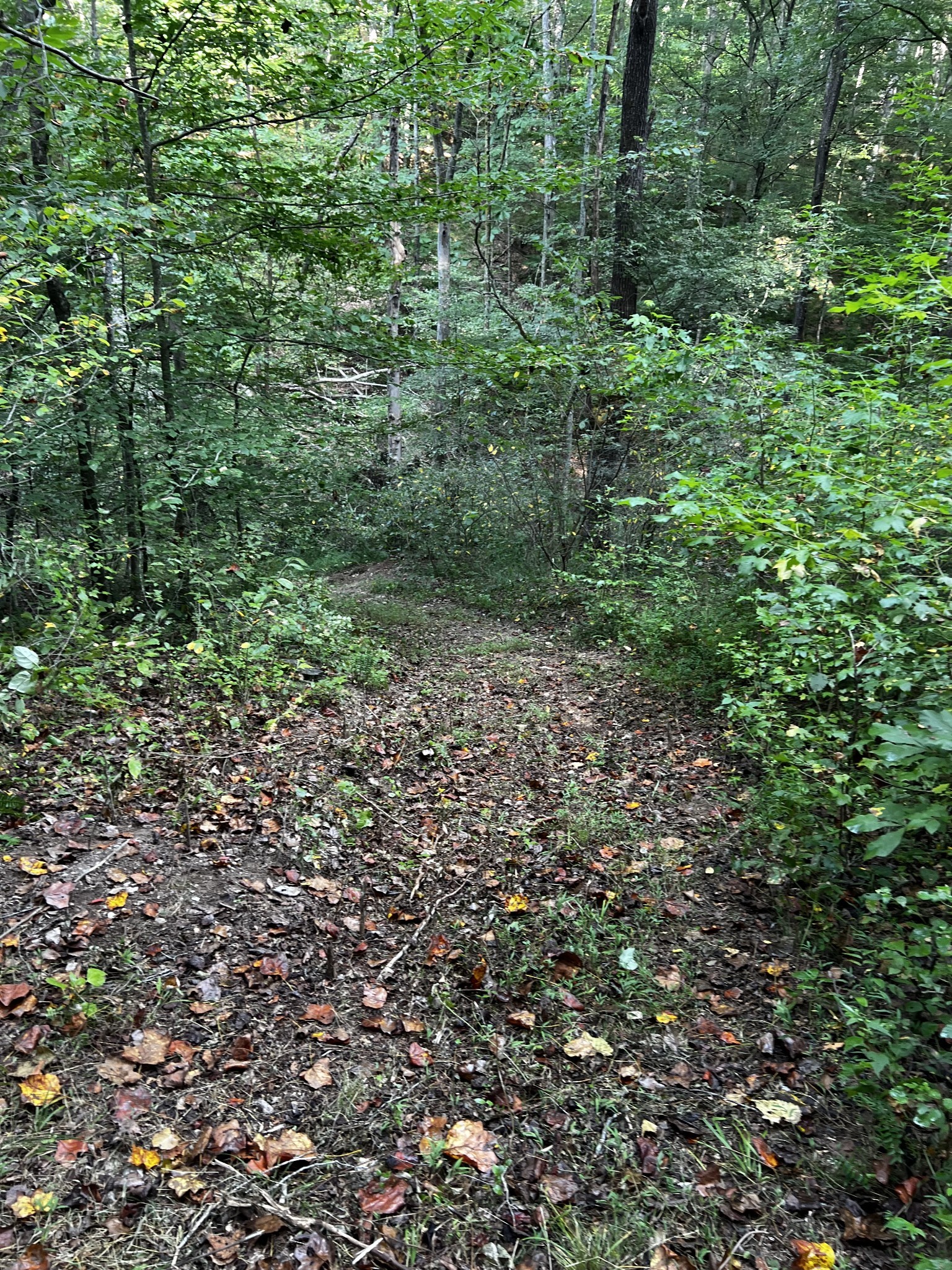 0 Hughes Hollow Road Lawrenceburg, TN 38464 - Photo 25 of 80 a view of a lush green forest