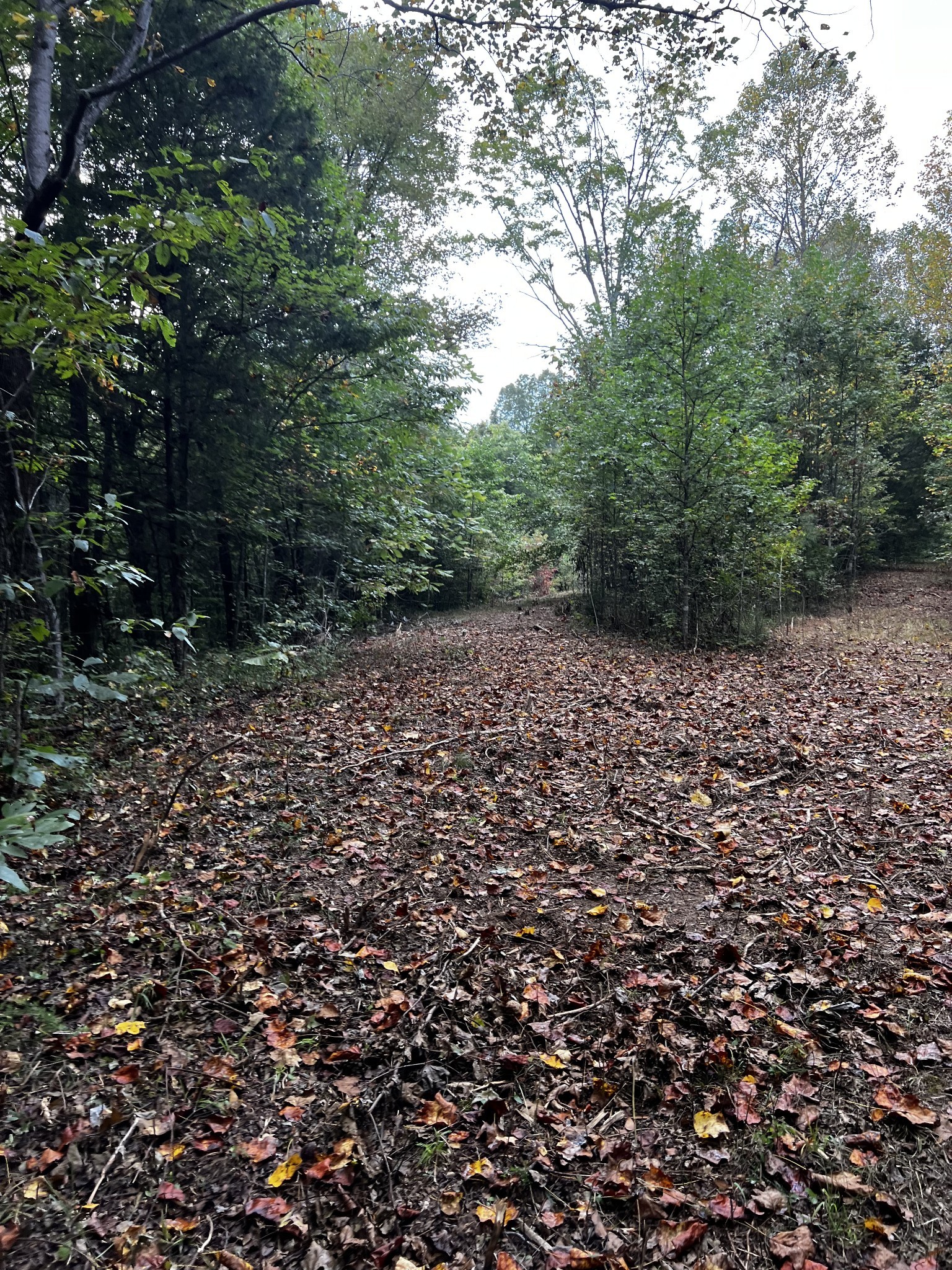 0 Hughes Hollow Road Lawrenceburg, TN 38464 - Photo 26 of 80 a view of a yard with a trees