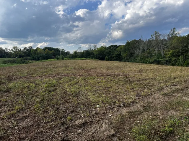 a view of a forest with a tree