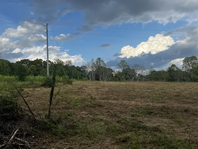 a view of a forest with trees