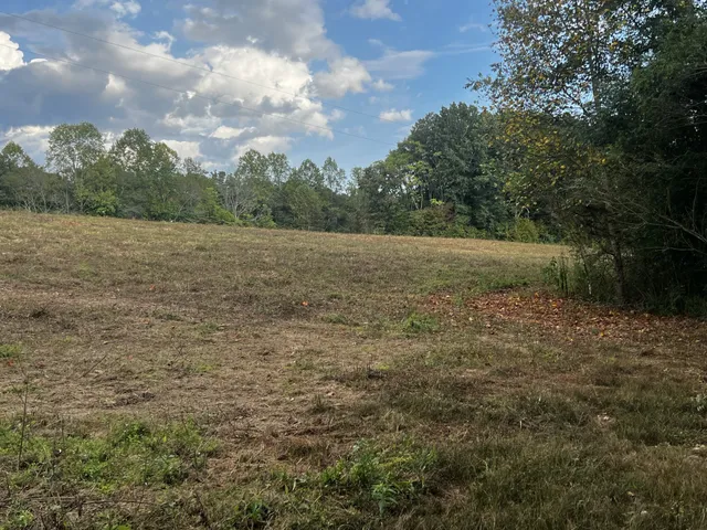 a view of a forest with a tree