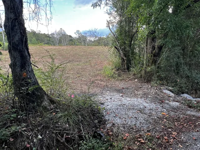 a view of a green field with lots of bushes