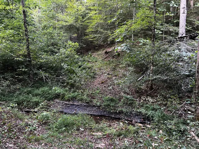 a view of a field with trees in the background