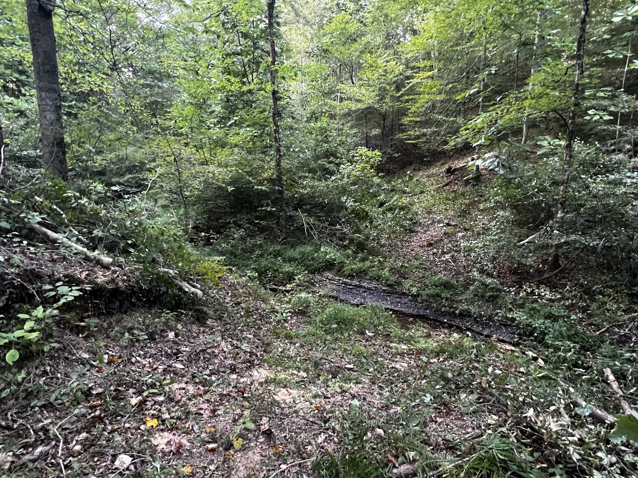 0 Hughes Hollow Road Lawrenceburg, TN 38464 - Photo 38 of 80 a view of a large yard with lots of bushes