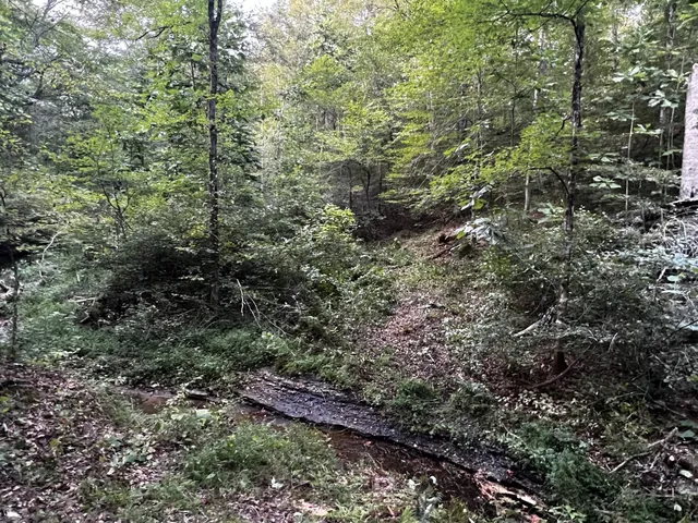 a view of a yard with plants