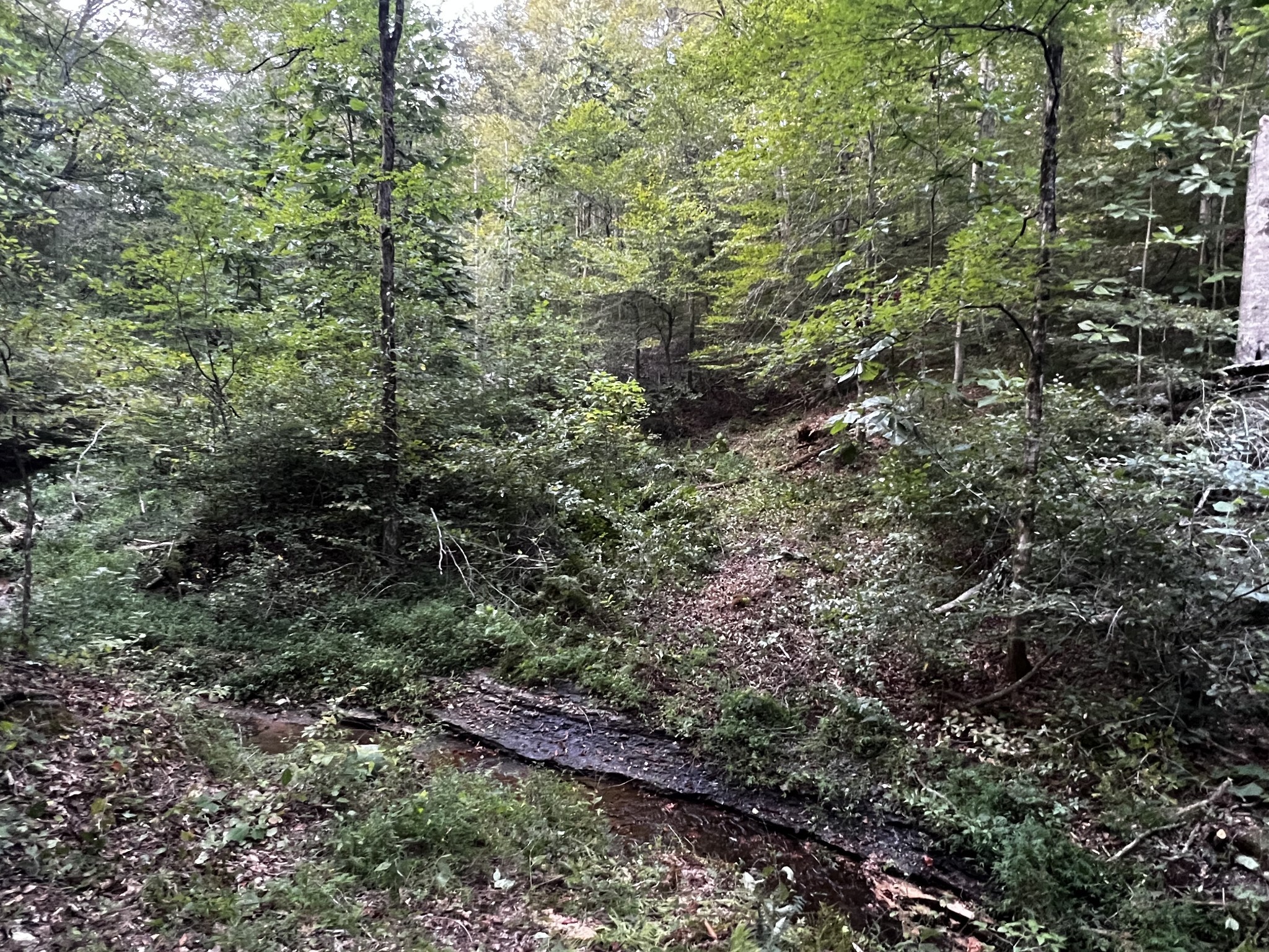 0 Hughes Hollow Road Lawrenceburg, TN 38464 - Photo 40 of 80 a view of a forest with a tree