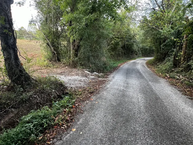 a view of a forest with a tree