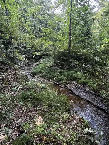 a view of a yard with a tree