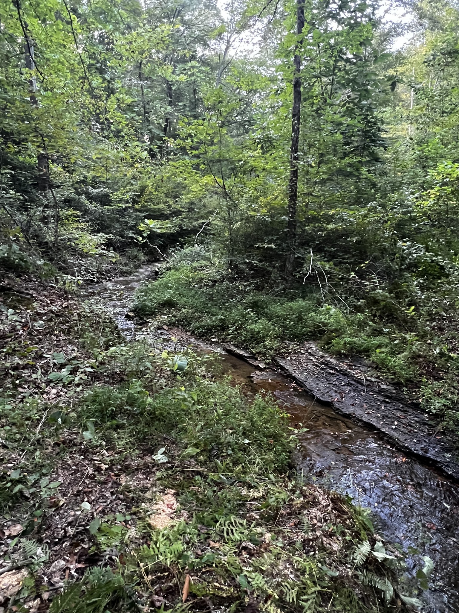 0 Hughes Hollow Road Lawrenceburg, TN 38464 - Photo 41 of 80 a view of a large yard with lots of trees