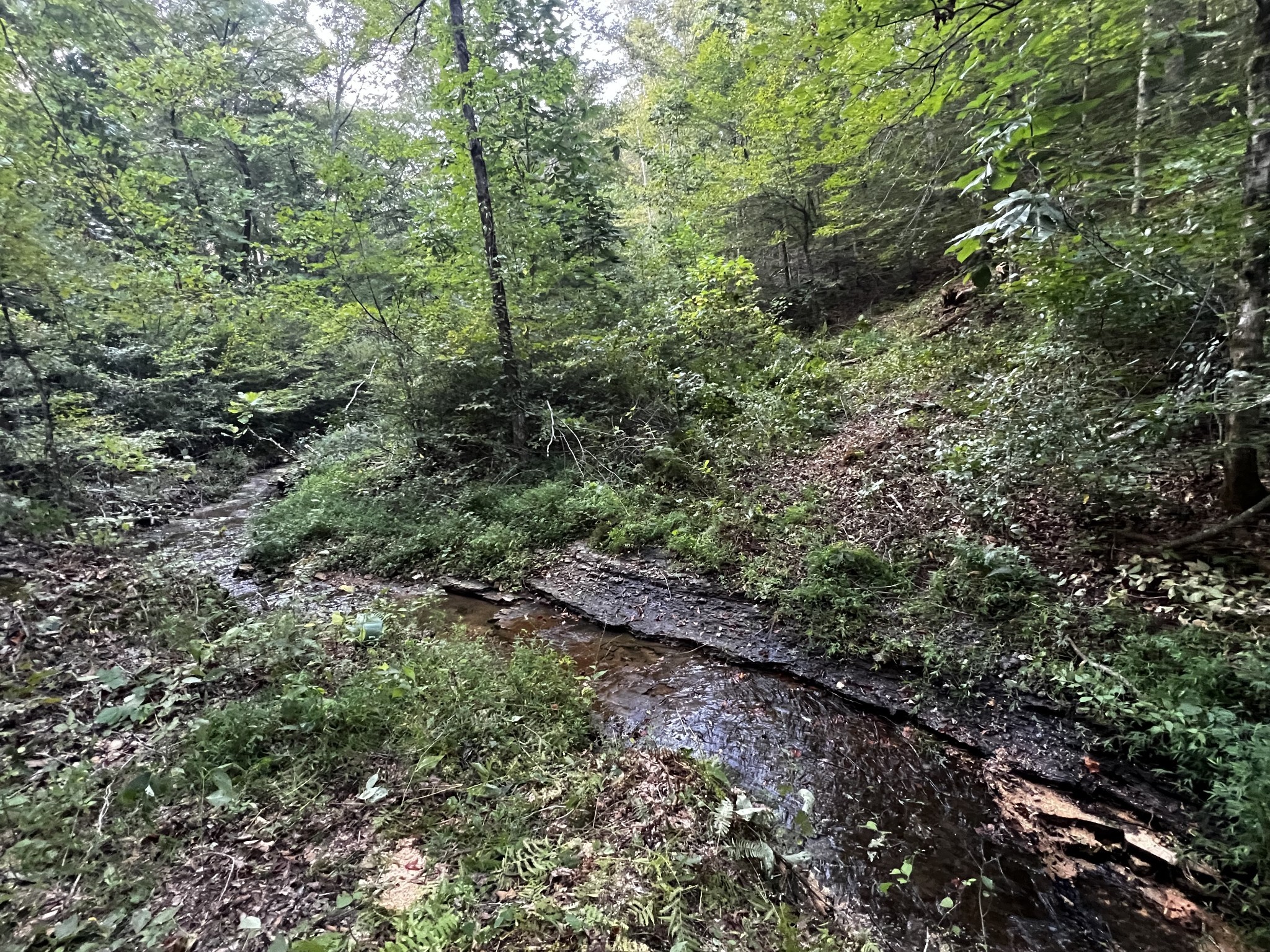 0 Hughes Hollow Road Lawrenceburg, TN 38464 - Photo 42 of 80 a view of a large yard with lots of trees