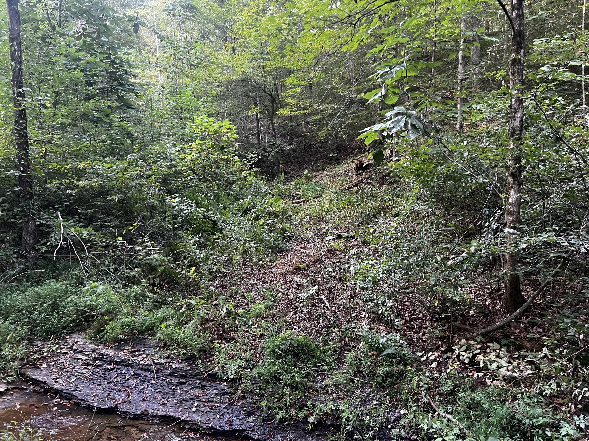 0 Hughes Hollow Road Lawrenceburg, TN 38464 - Photo 43 of 80 a view of a plants in a forest