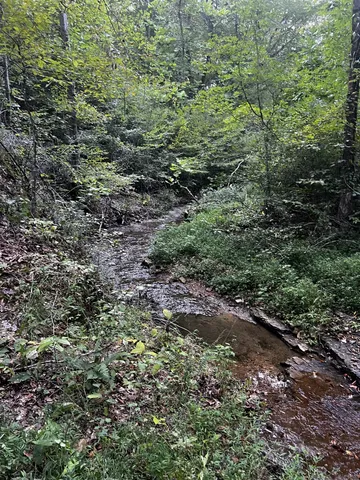a view of a pathway both side of yard