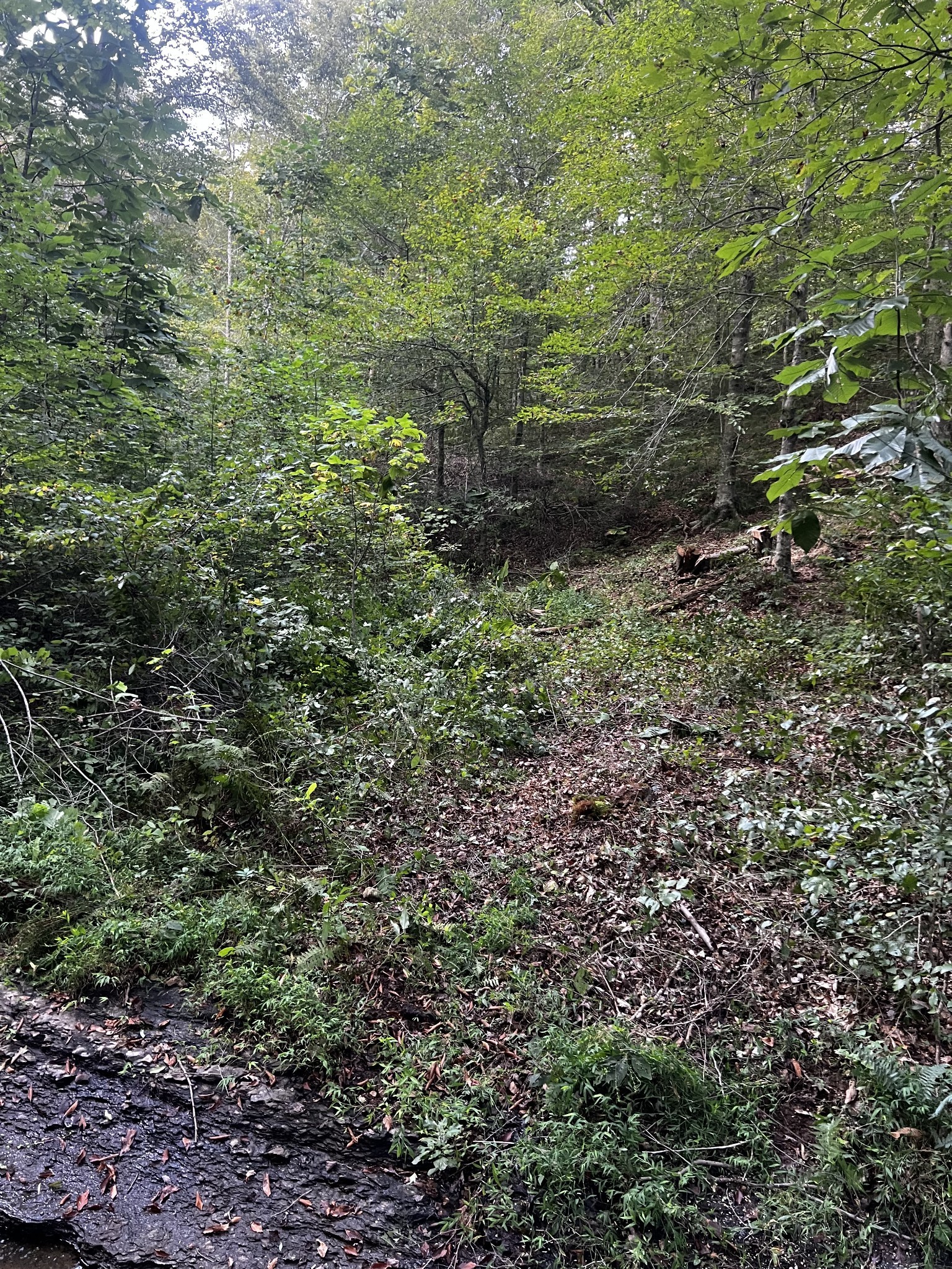 0 Hughes Hollow Road Lawrenceburg, TN 38464 - Photo 45 of 80 a view of a lush green forest with lots of trees