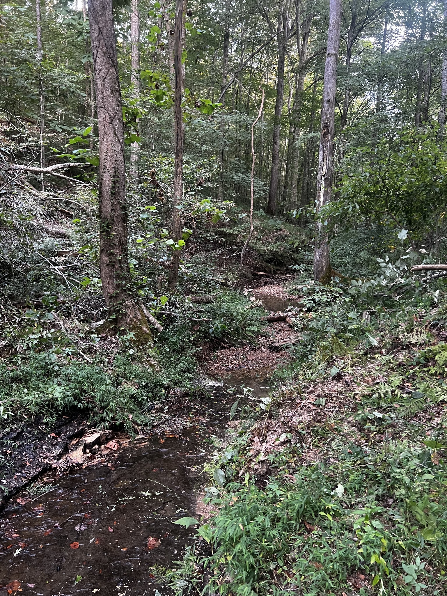 0 Hughes Hollow Road Lawrenceburg, TN 38464 - Photo 46 of 80 a view of a forest with trees