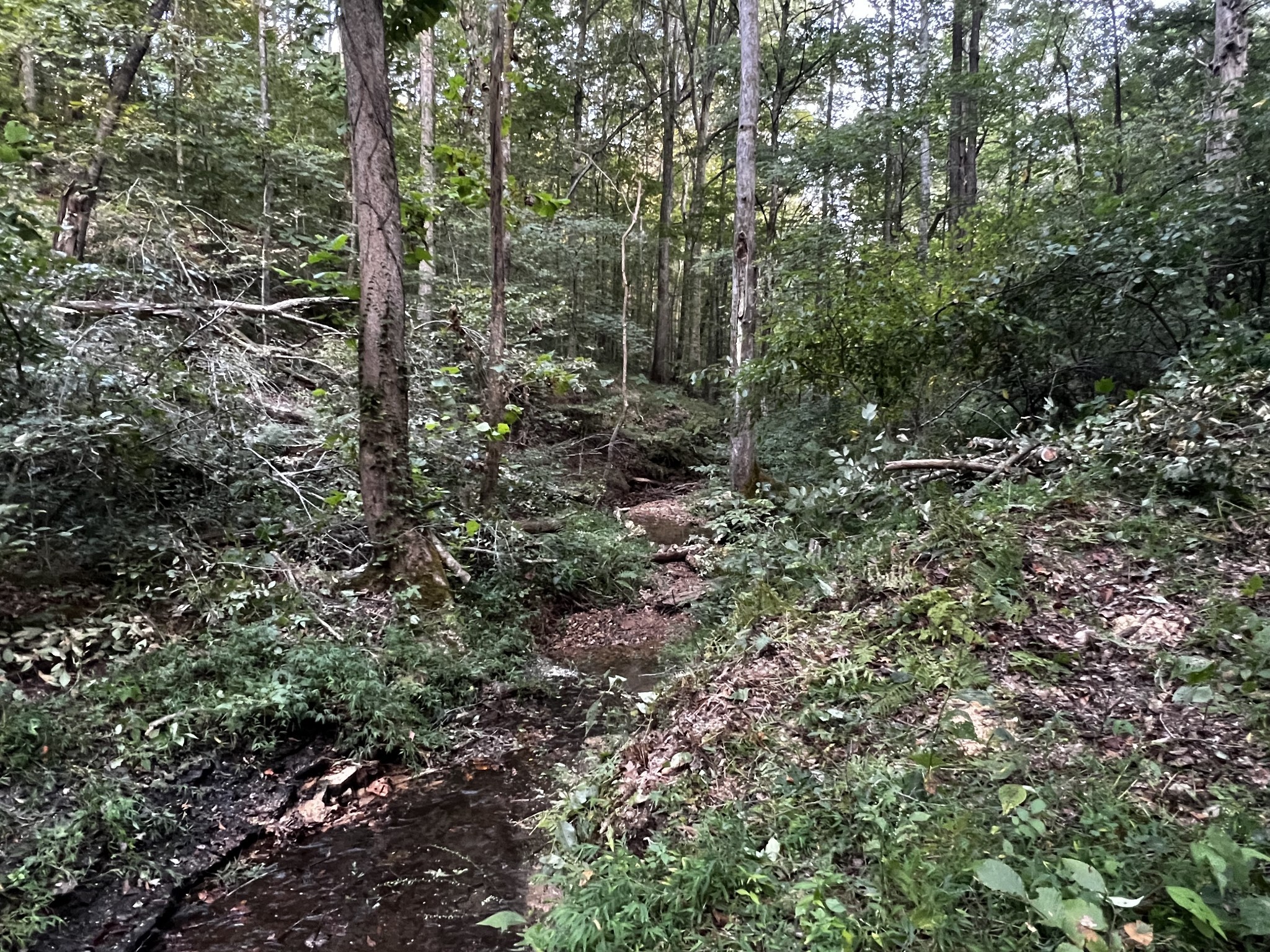 0 Hughes Hollow Road Lawrenceburg, TN 38464 - Photo 47 of 80 a view of a forest with a tree