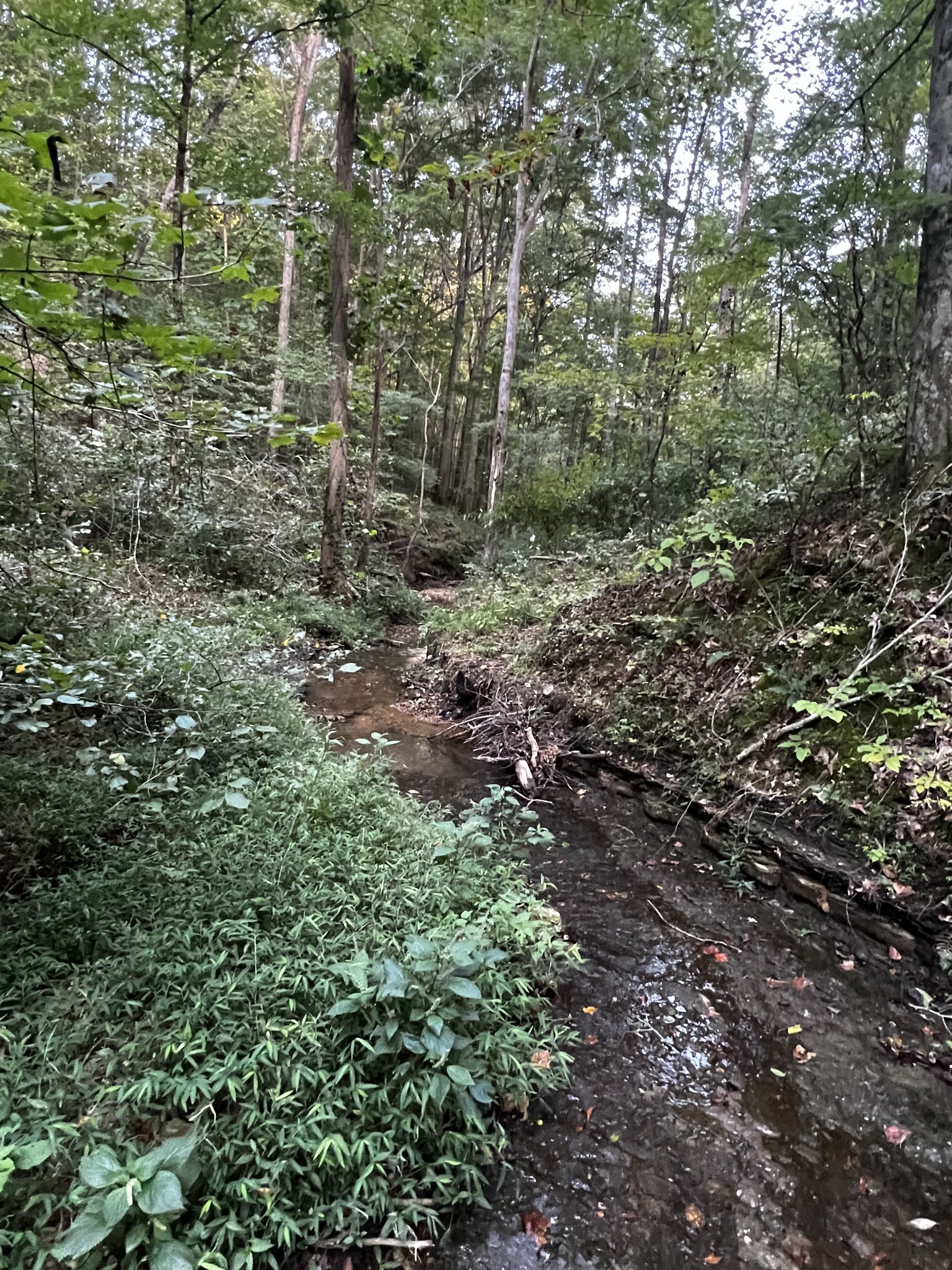 0 Hughes Hollow Road Lawrenceburg, TN 38464 - Photo 49 of 80 a view of a forest with trees