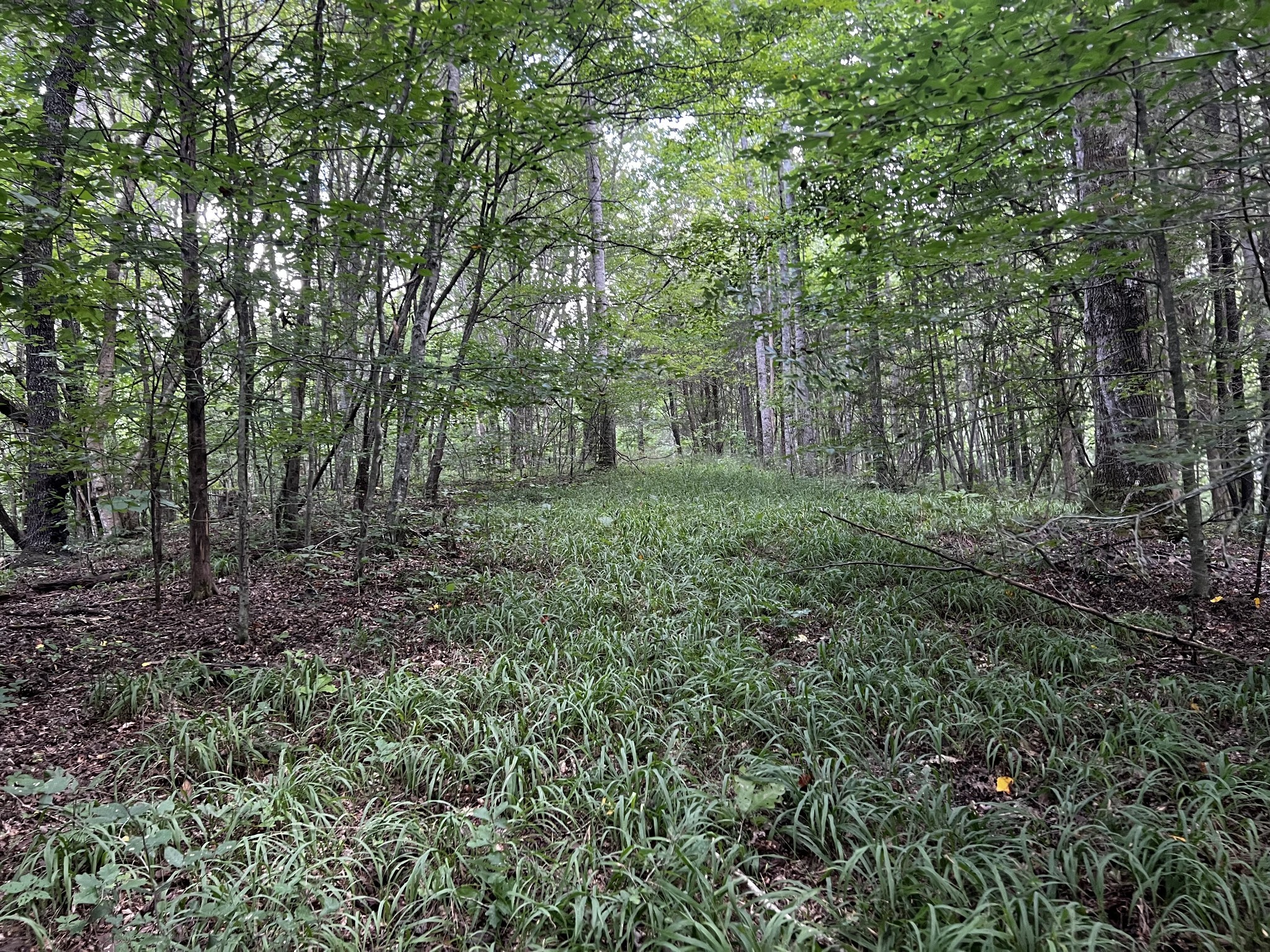 0 Hughes Hollow Road Lawrenceburg, TN 38464 - Photo 5 of 80 a big yard with lots of green space and deers