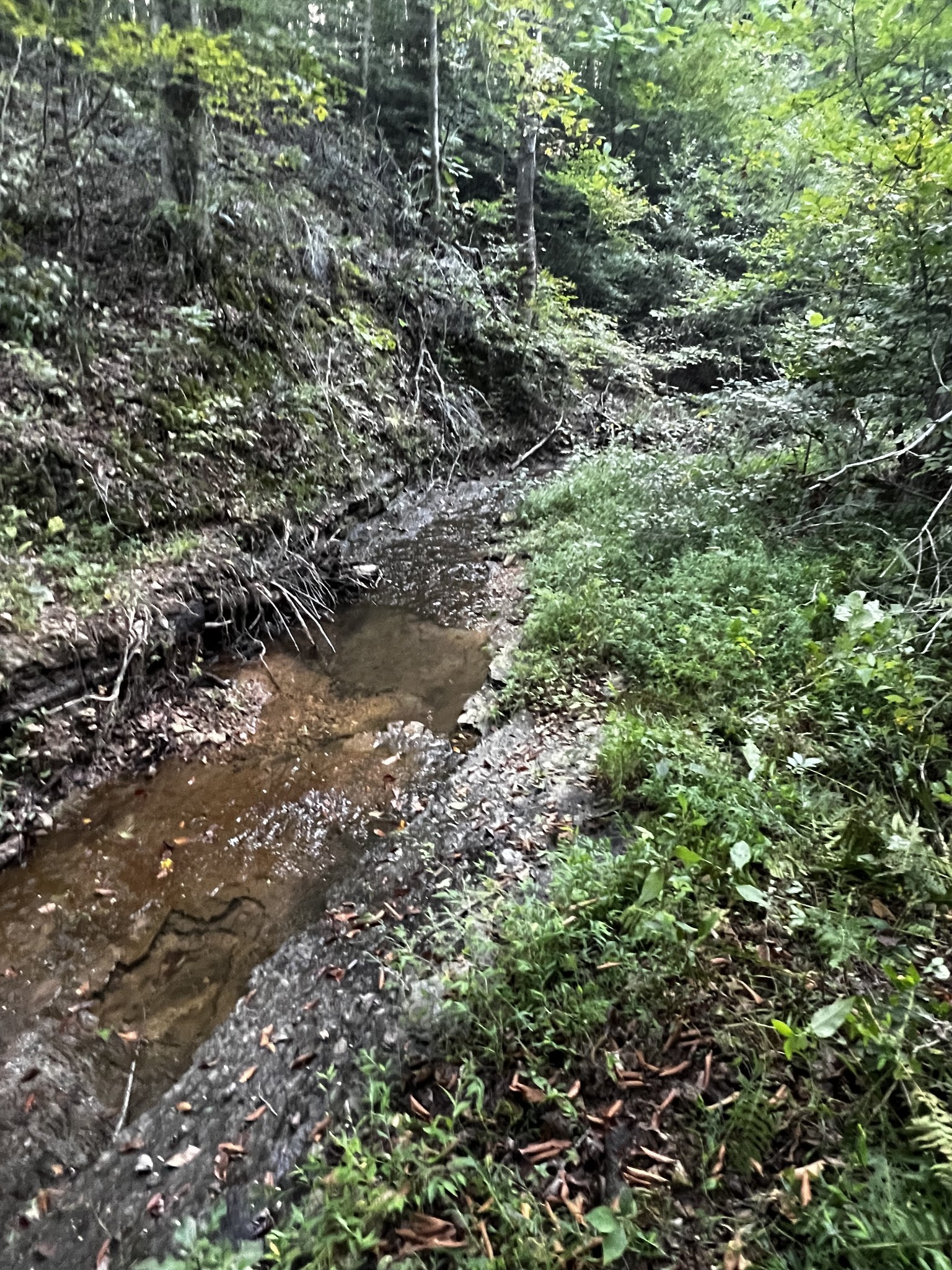 0 Hughes Hollow Road Lawrenceburg, TN 38464 - Photo 51 of 80 a view of a forest with a tree