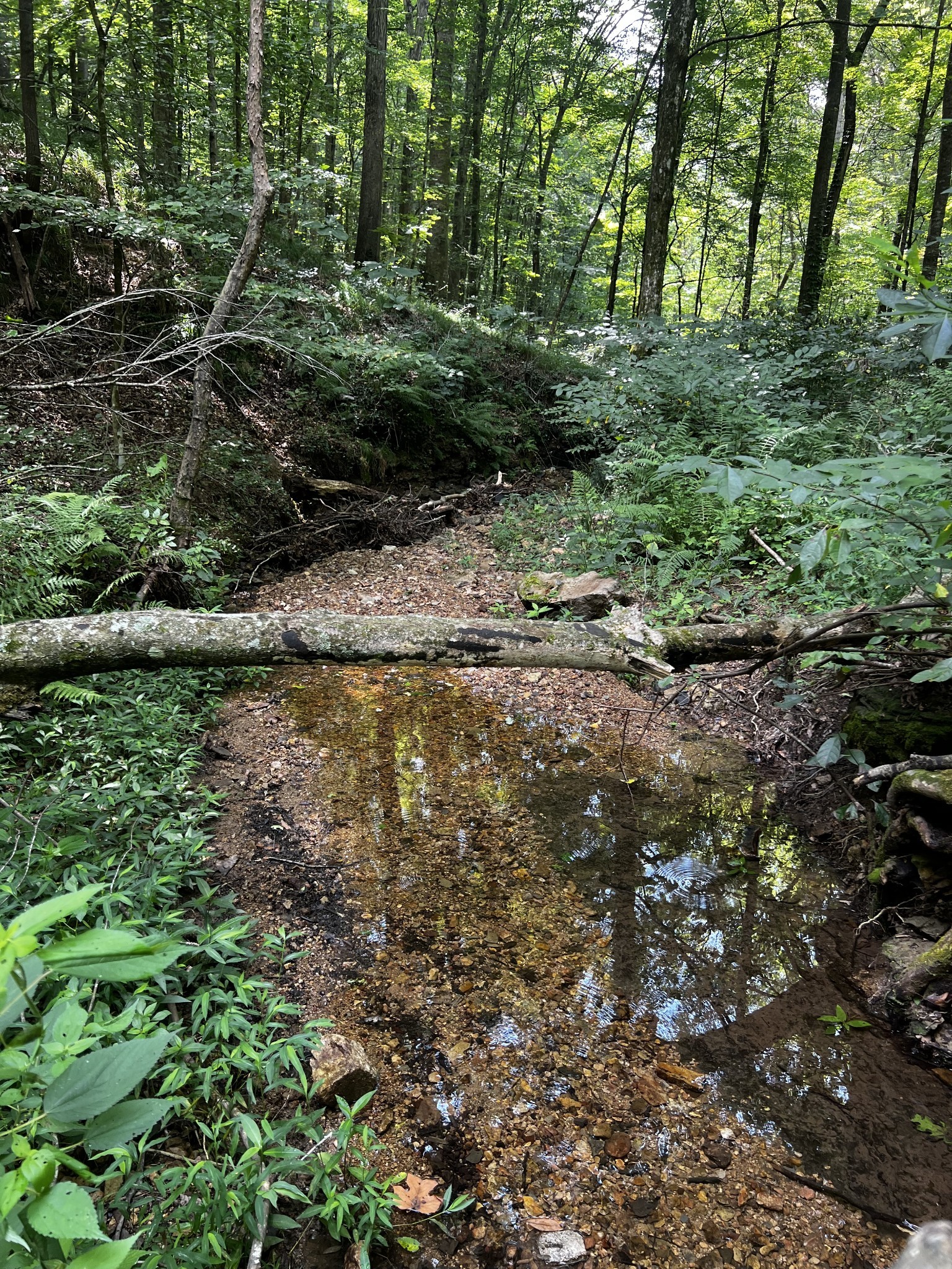 0 Hughes Hollow Road Lawrenceburg, TN 38464 - Photo 6 of 80