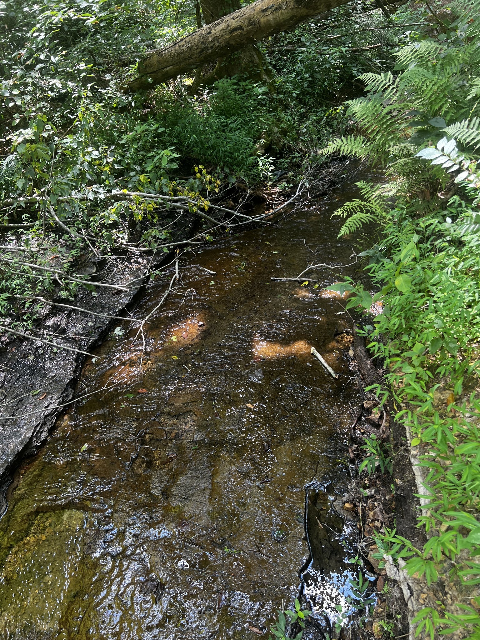 0 Hughes Hollow Road Lawrenceburg, TN 38464 - Photo 7 of 80 a view of a forest with a tree