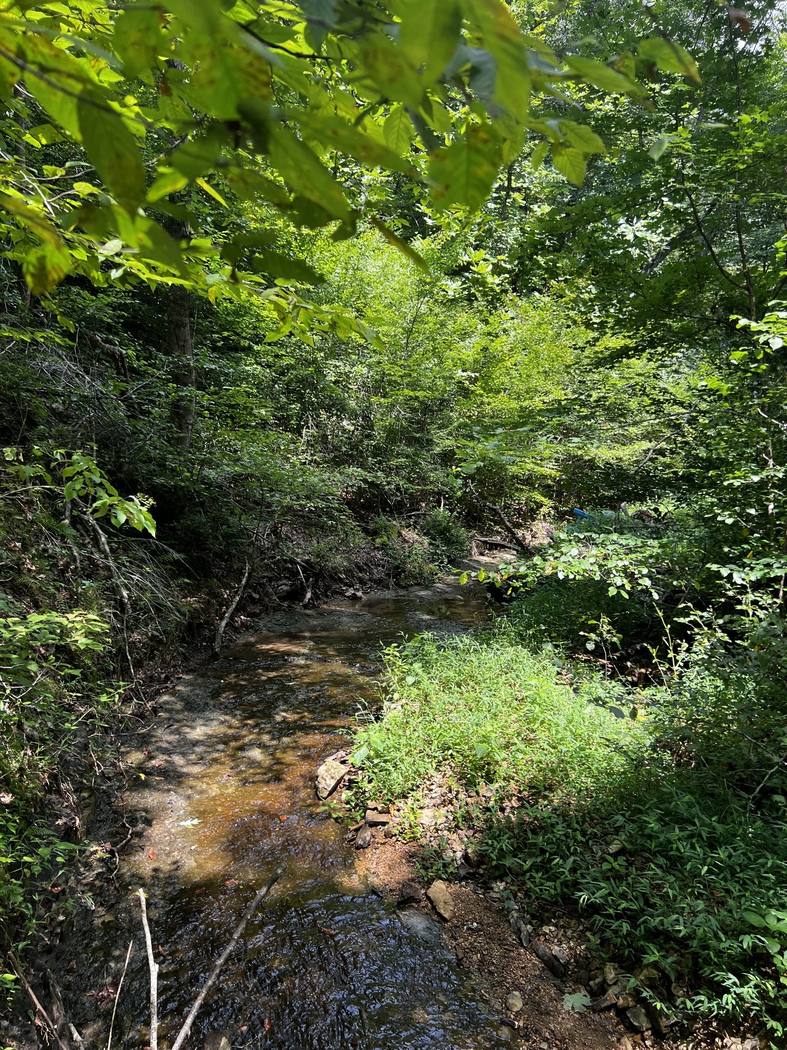 0 Hughes Hollow Road Lawrenceburg, TN 38464 - Photo 9 of 80 a view of a lush green forest with lots of trees