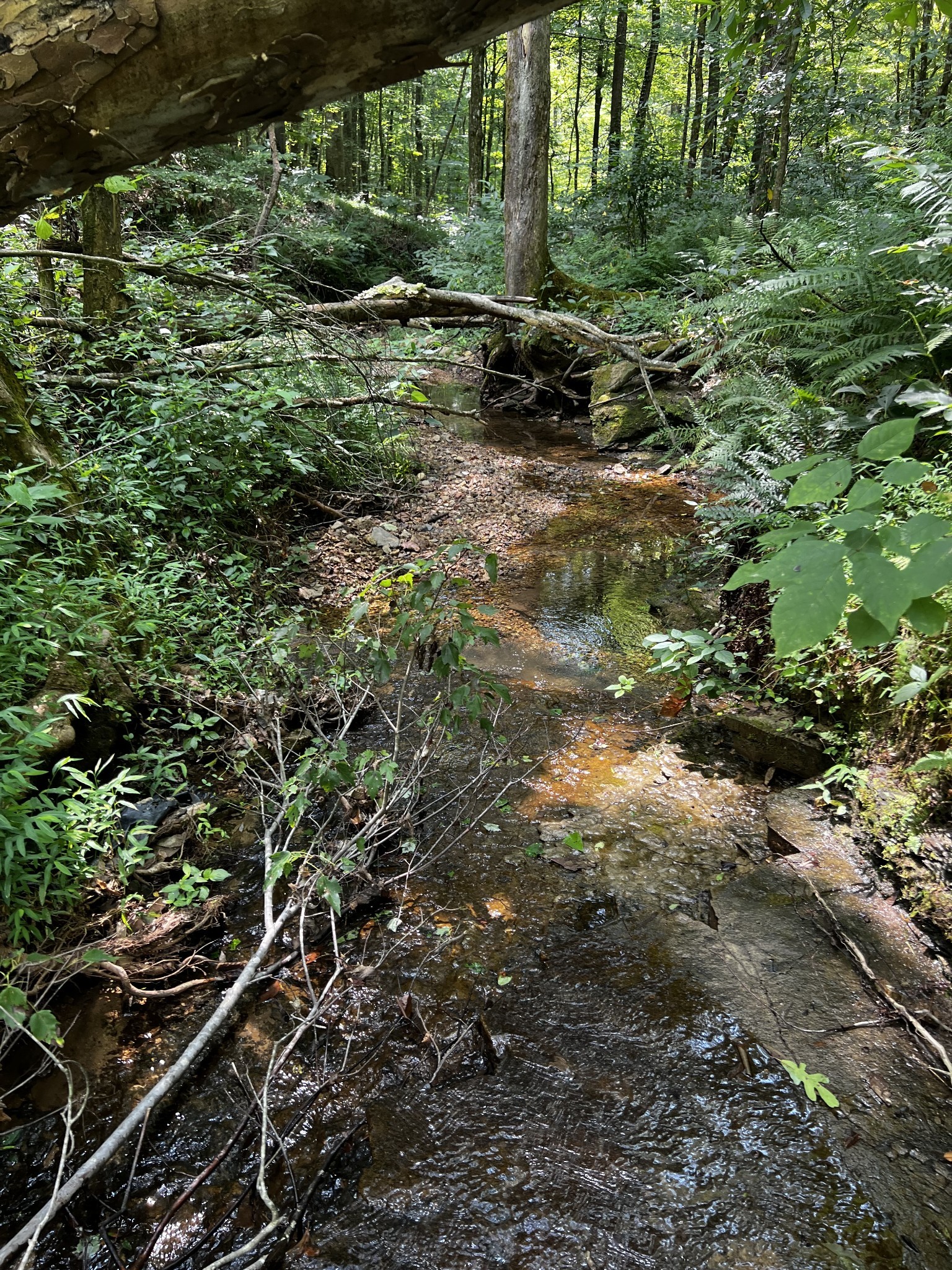 0 Hughes Hollow Road Lawrenceburg, TN 38464 - Photo 10 of 80 a view of outdoor space and yard