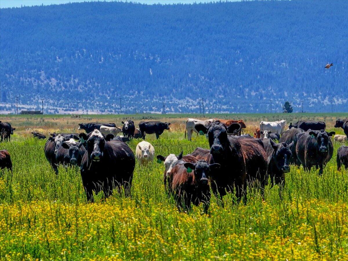 0 Punkin Center Road Bieber, CA 96009 - Photo 12 of 56 3a1