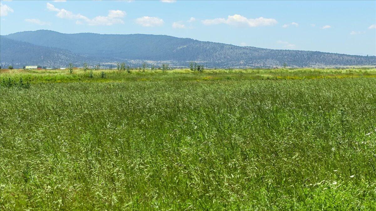 0 Punkin Center Road Bieber, CA 96009 - Photo 14 of 56 a view of a lush green hillside and an houses