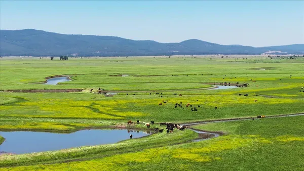 a view of a field with an ocean