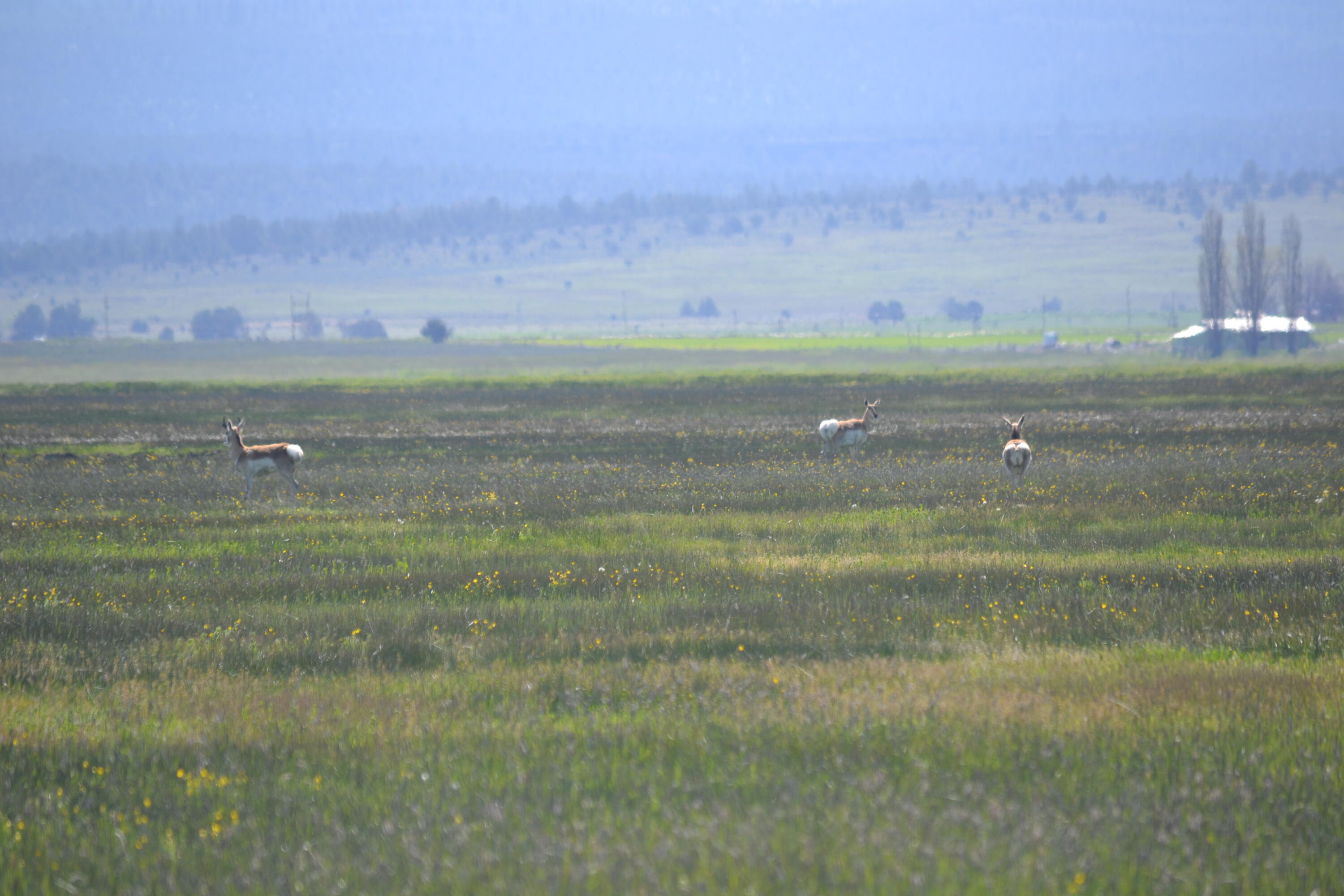 0 Punkin Center Road Bieber, CA 96009 - Photo 43 of 56 a view of outdoor space with city view