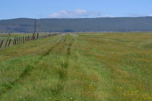 a view of a field with an trees