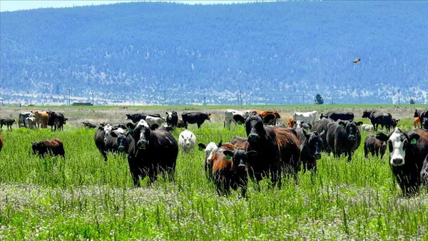 a view of a swimming pool