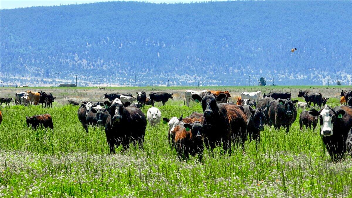 0 Punkin Center Road Bieber, CA 96009 - Photo 6 of 56 a view of a lush green field