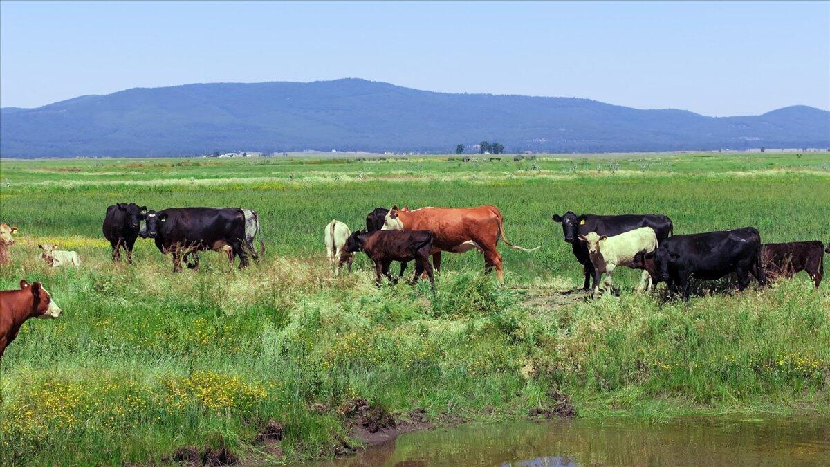 0 Punkin Center Road Bieber, CA 96009 - Photo 8 of 56 09-Bieber Ranch-60