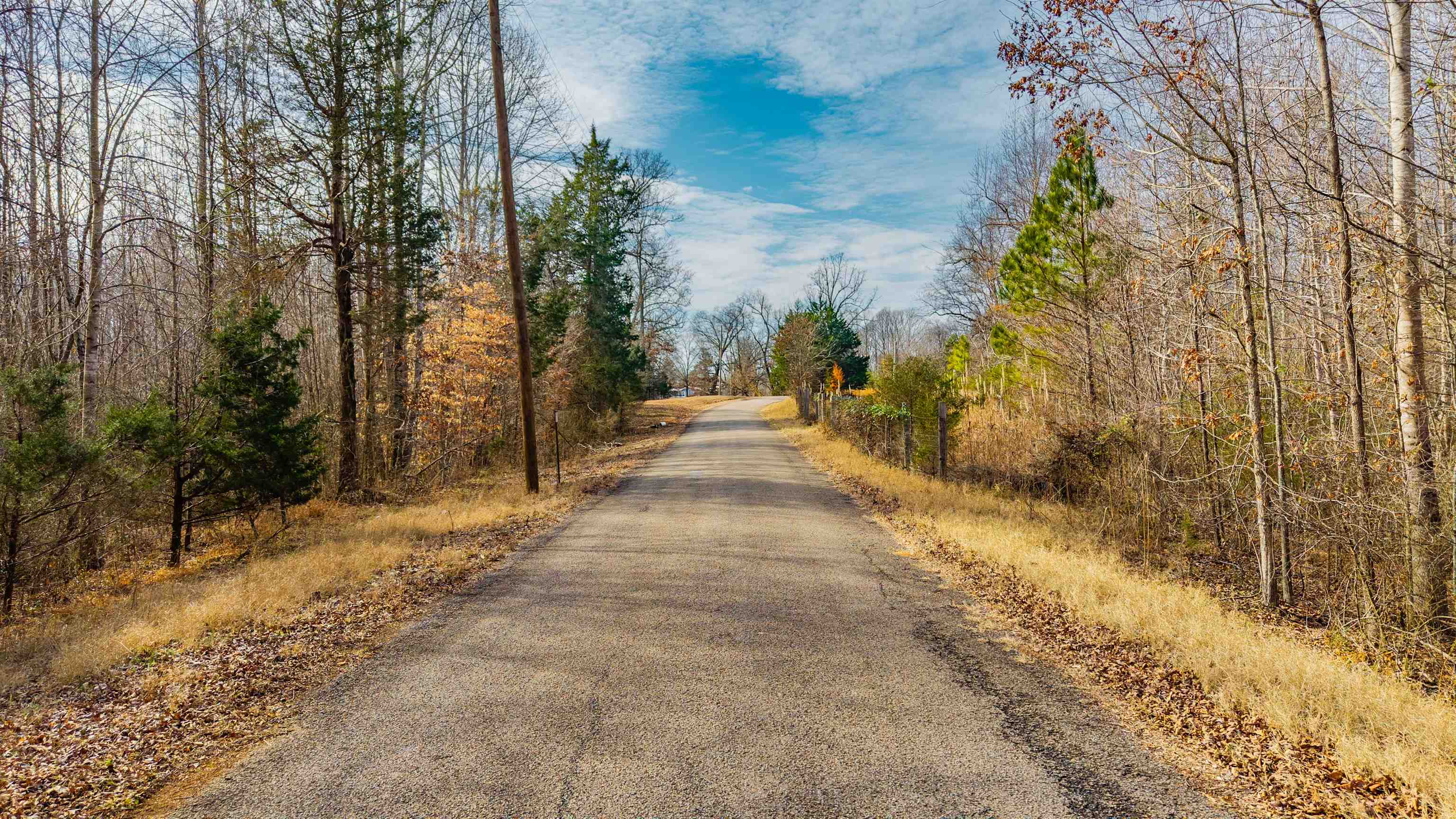 a view of a yard with plants and trees