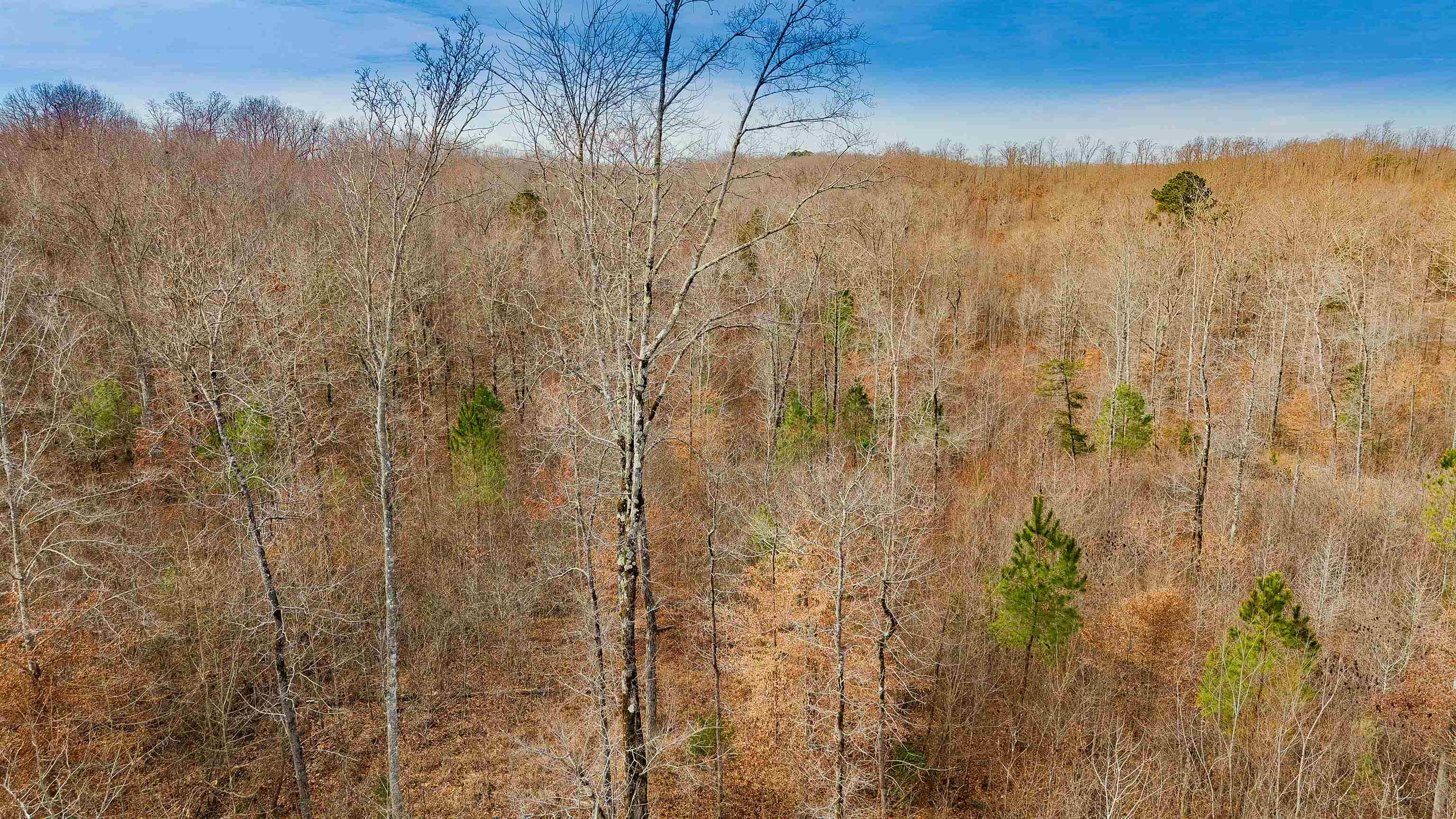 150 Stafford Bottoms Road Adamsville, TN 38310 - Photo 20 of 23 a view of a dry yard