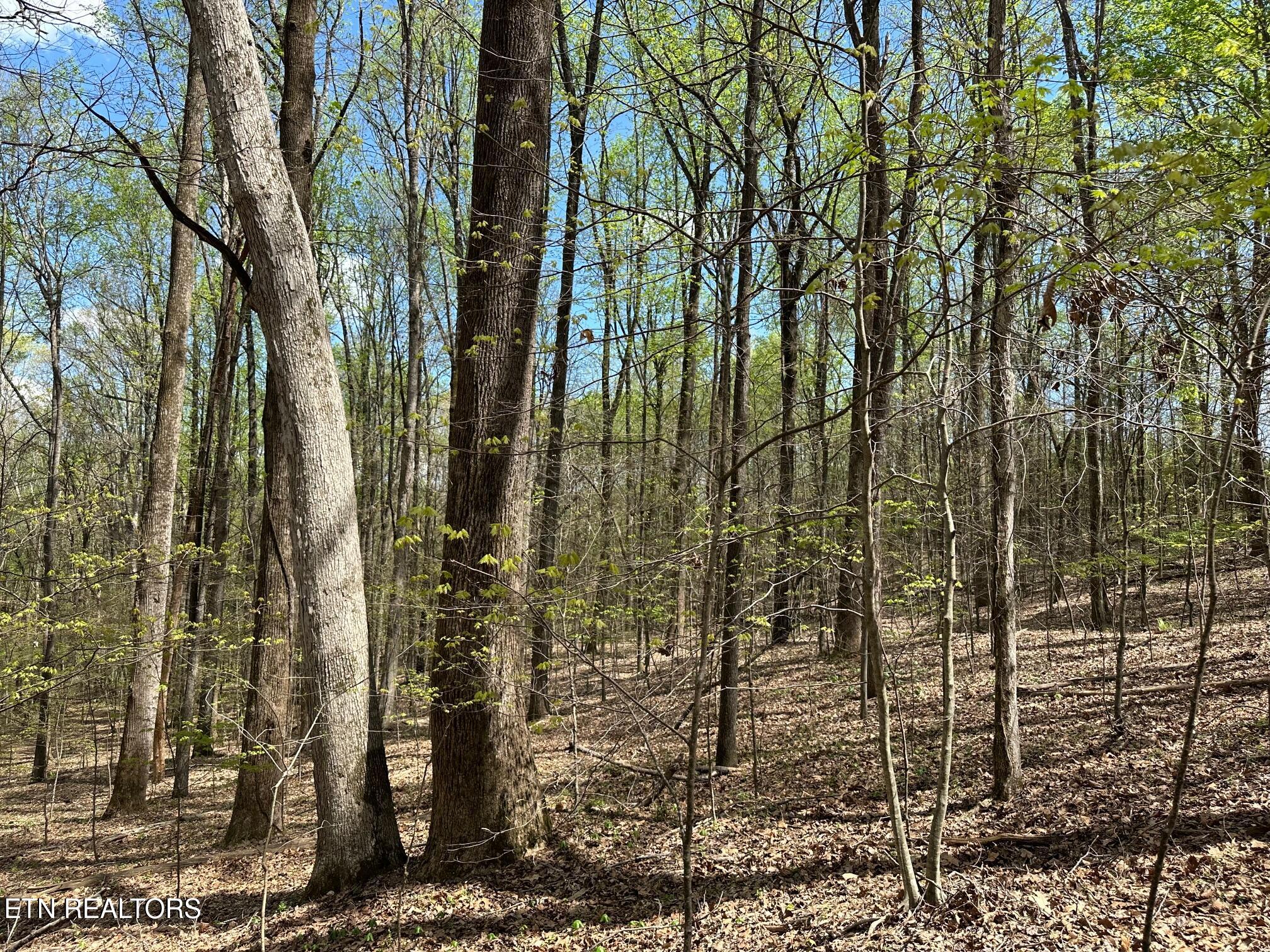 0 White Pine Road Harriman, TN 37748 - Photo 4 of 12 IMG_5548