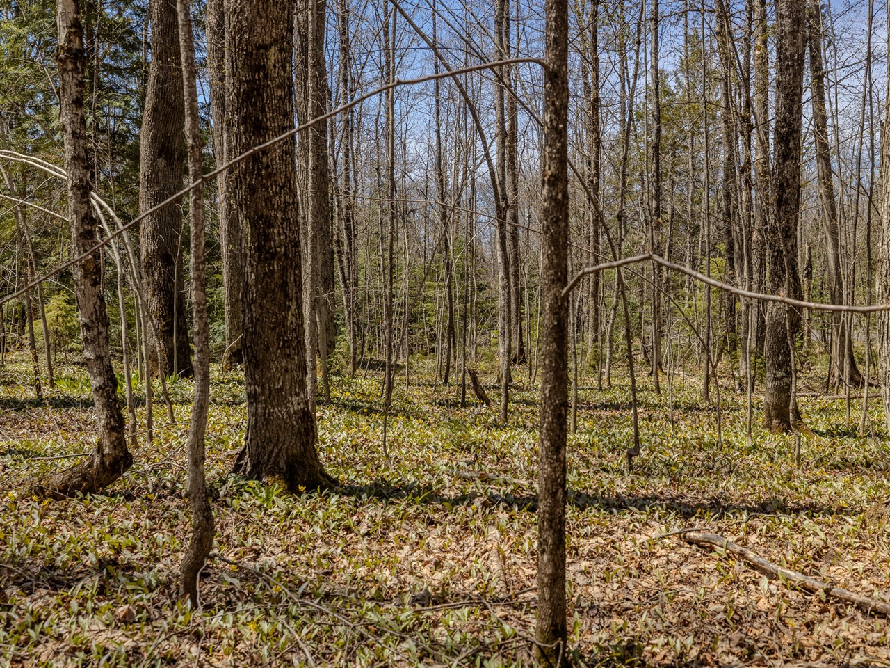 Lot 2 East Shore Road Bergland, MI 49910 - Photo 22 of 25