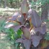 5577 Bell Branch Road Nunnelly, TN 37137 - Photo 9 of 30 large leafy plant in yard