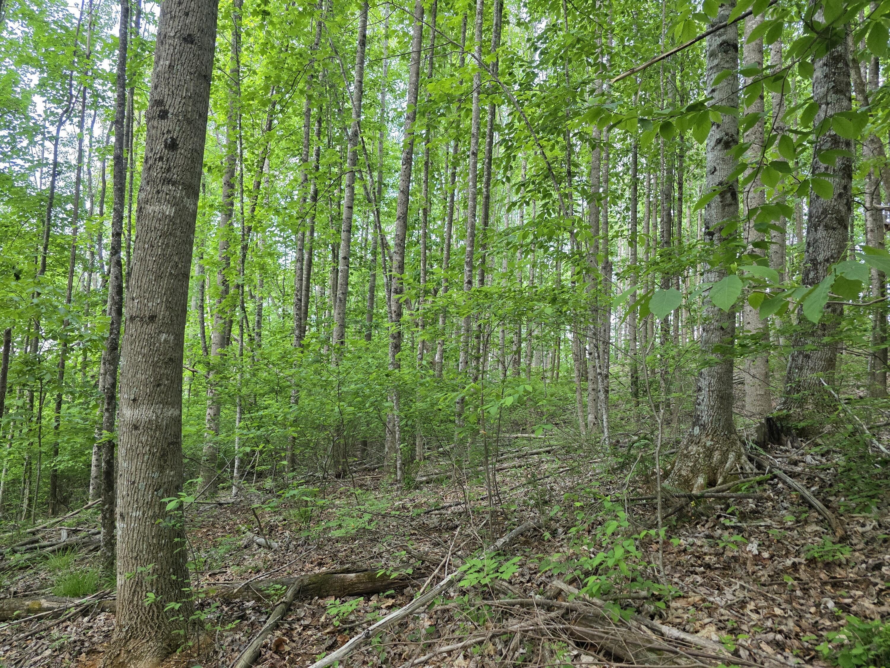 Tbd Bent Nail Road Hillsville, VA 24343 - Photo 7 of 16 a view of a lush green forest