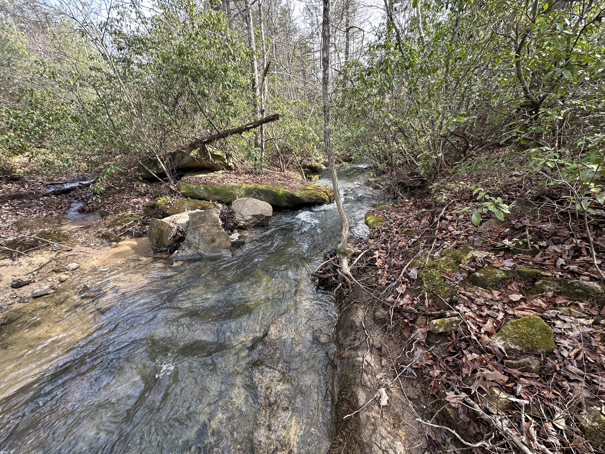 0 Spearhead Circle Clarkrange, TN 38553 - Photo 6 of 14 a view of a forest with trees