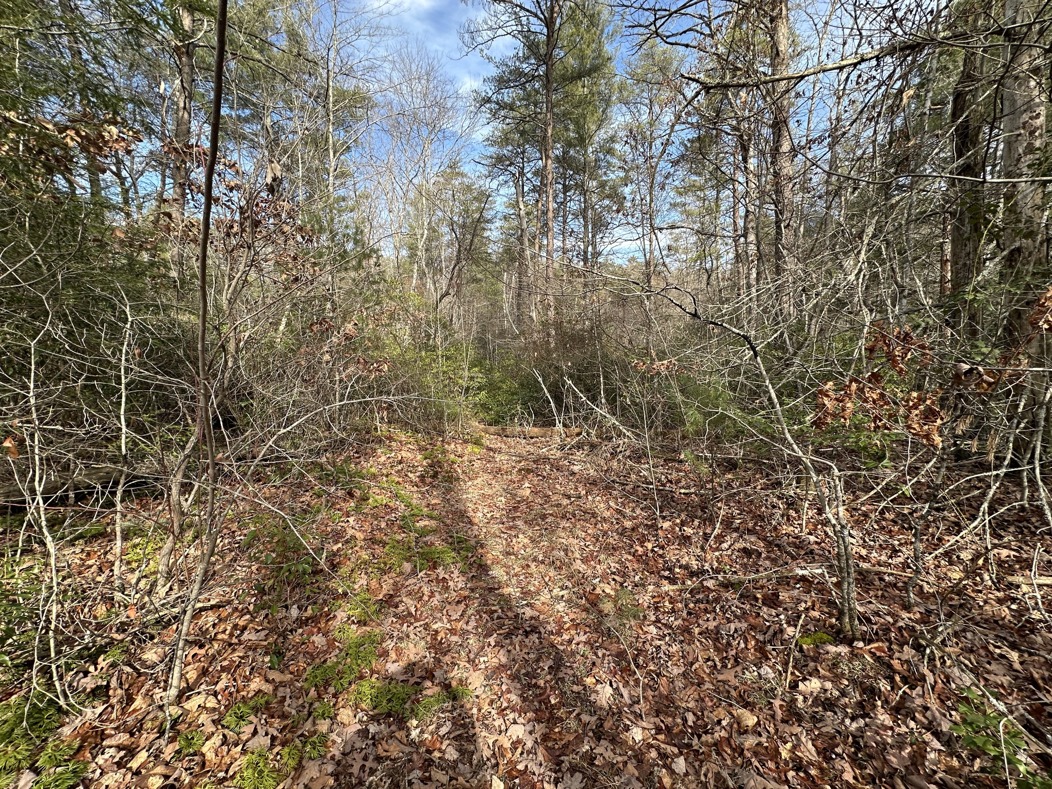 0 Spearhead Circle Clarkrange, TN 38553 - Photo 8 of 14 a view of a yard with a tree