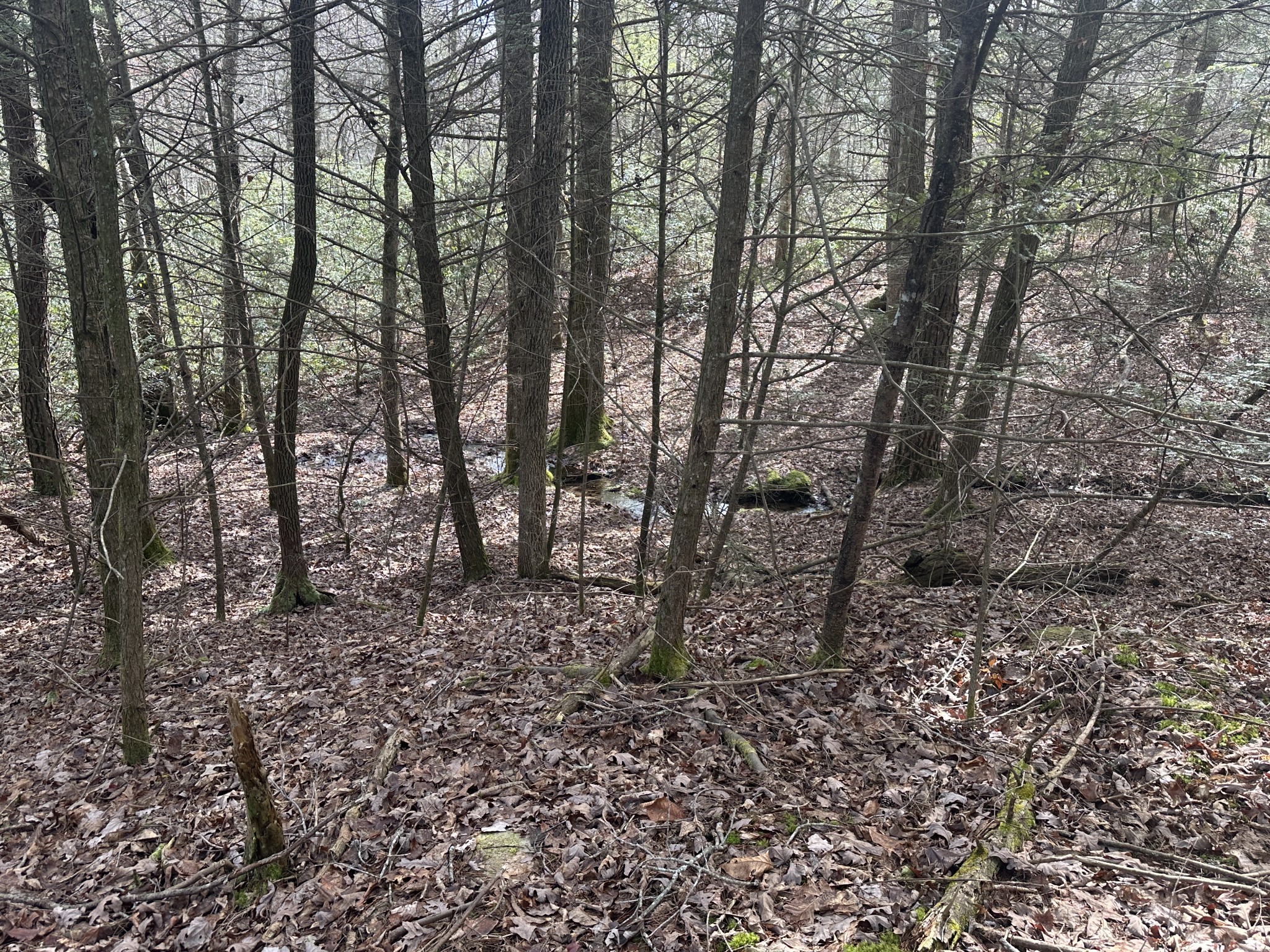 0 Spearhead Circle Clarkrange, TN 38553 - Photo 9 of 14 a big yard with lots of green space