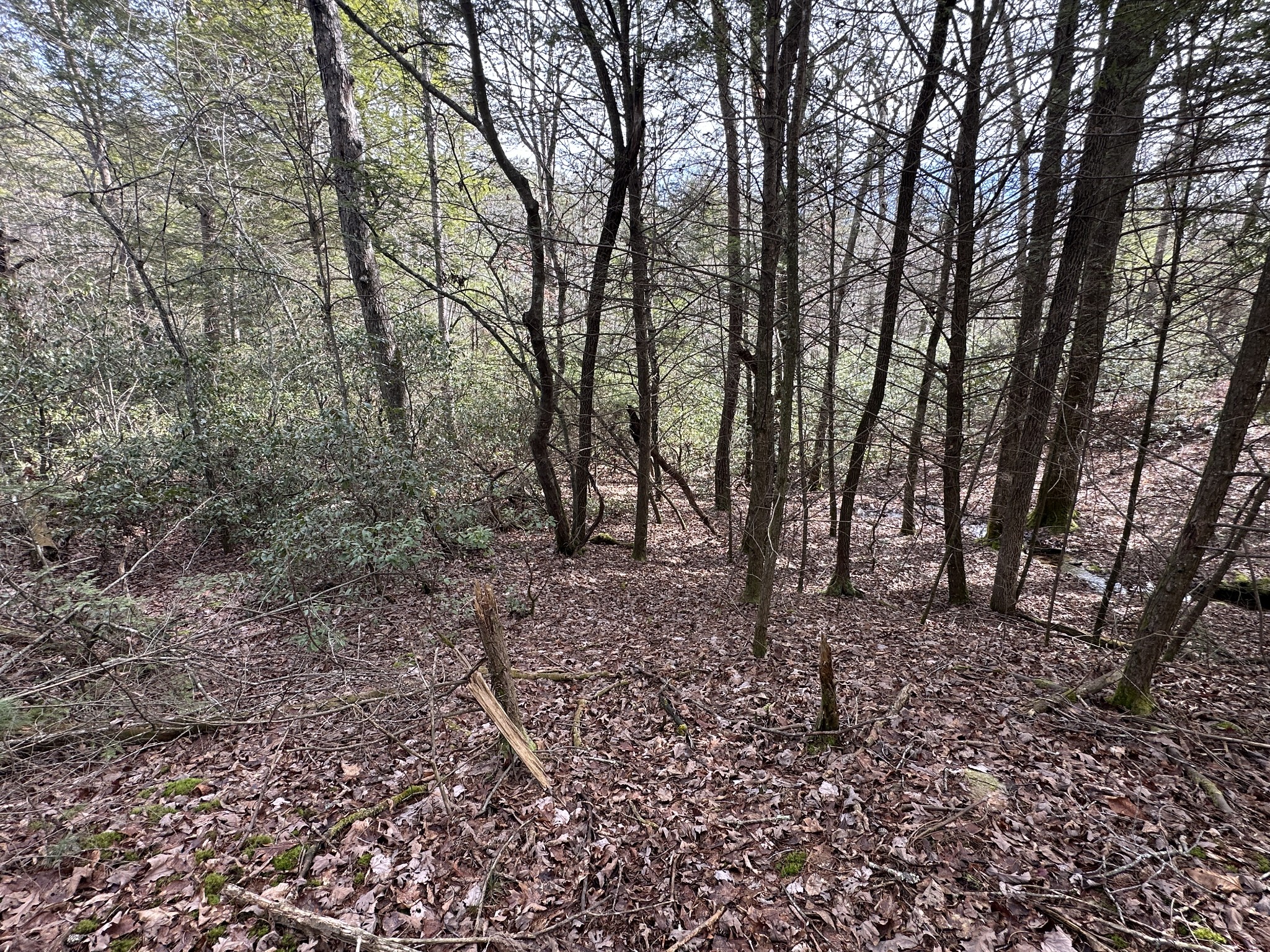 0 Spearhead Circle Clarkrange, TN 38553 - Photo 10 of 14 a view of a forest filled with trees