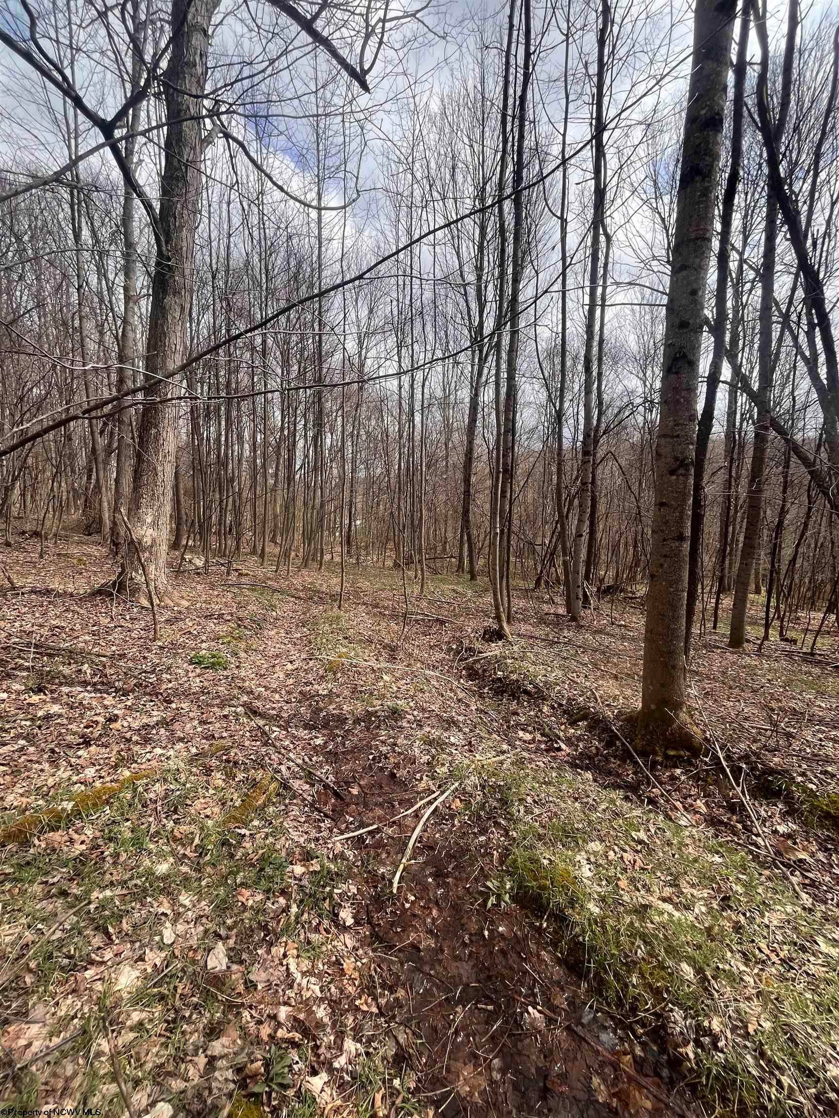 Tbd Sugar Valley Road Bruceton Mills, WV 26525 - Photo 14 of 16 Gallery Image 14