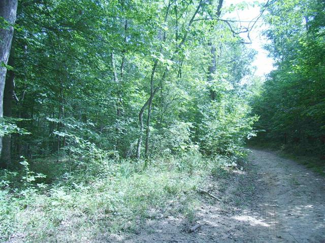 159 Hickory Road Big Rock, TN 37023 - Photo 6 of 20 Dirt road bed along edge of property. Standing timber on property, as well.