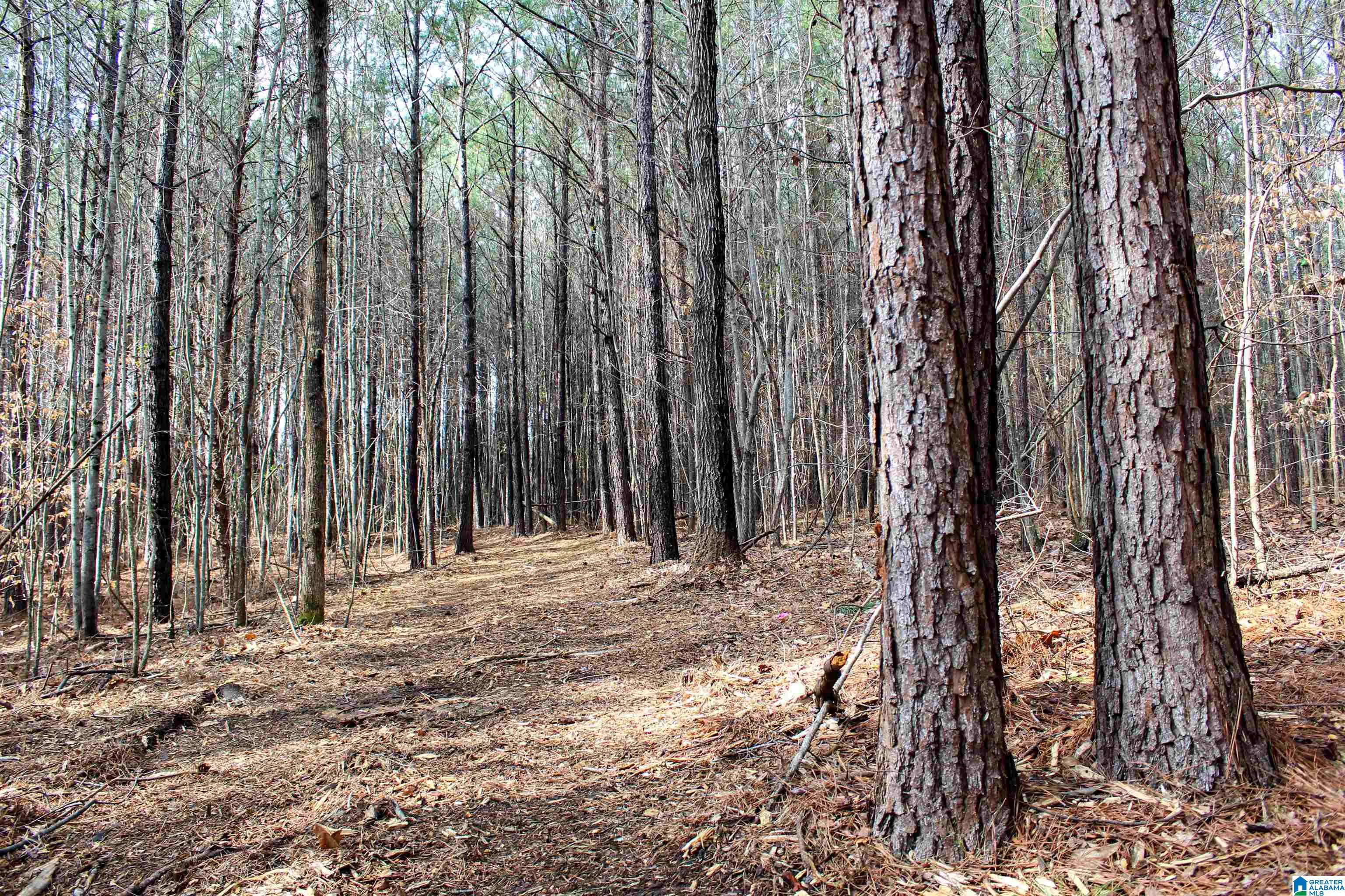 2327 Jett Town Road Mulga, AL 35118 - Photo 17 of 33