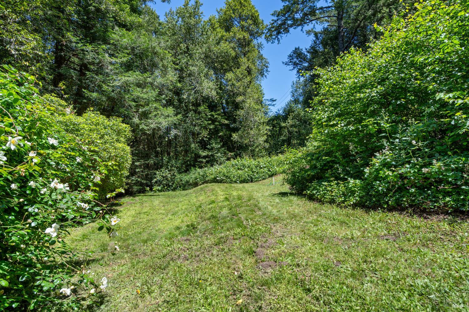 805 Wagnon Road Sebastopol, CA 95472 - Photo 50 of 56 a view of backyard with green space